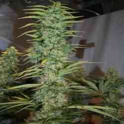 Orient Express > ACE Seeds | Semillas feminizadas  |  Sativa